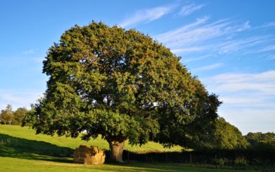 A wedding ceremony under this magnificent oak